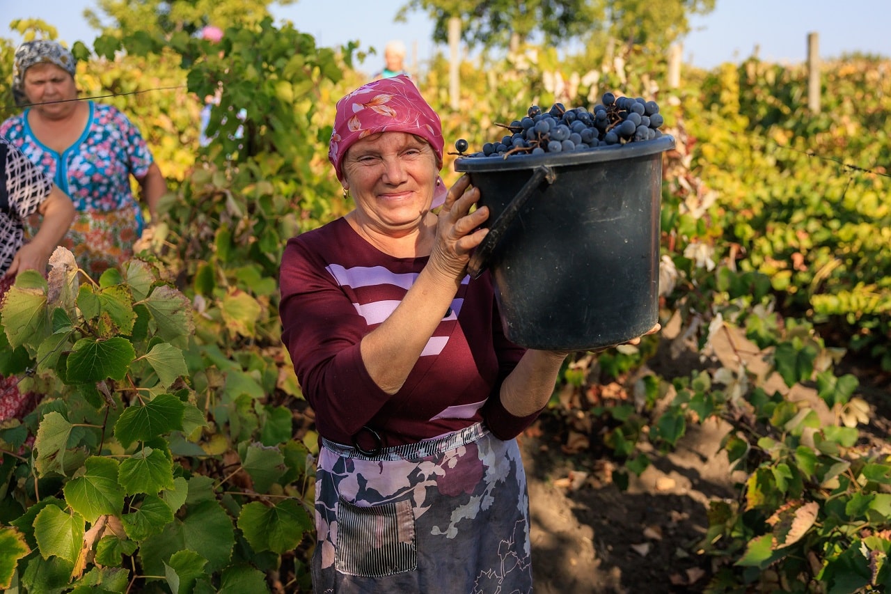 Athens vineyard old women
