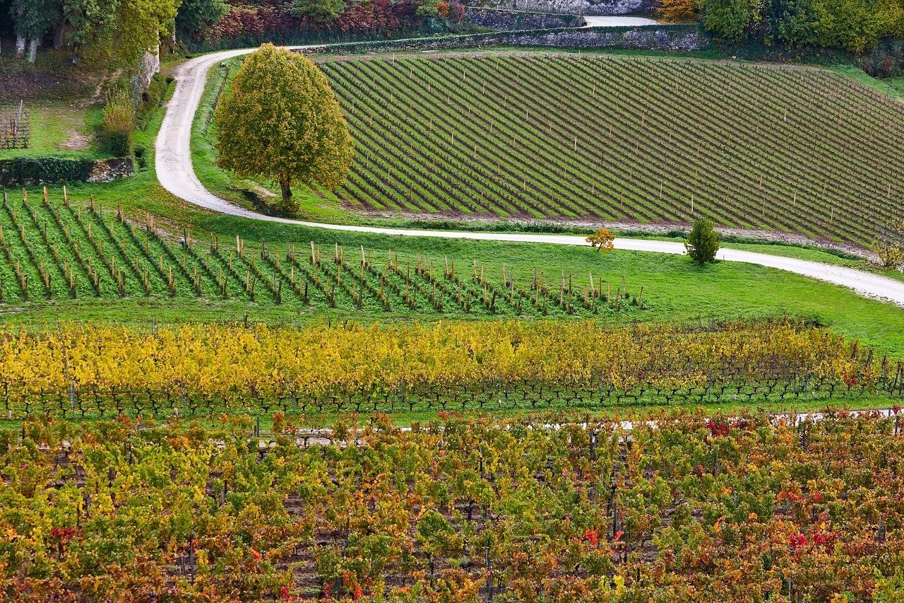 Athens wineyard landscapes