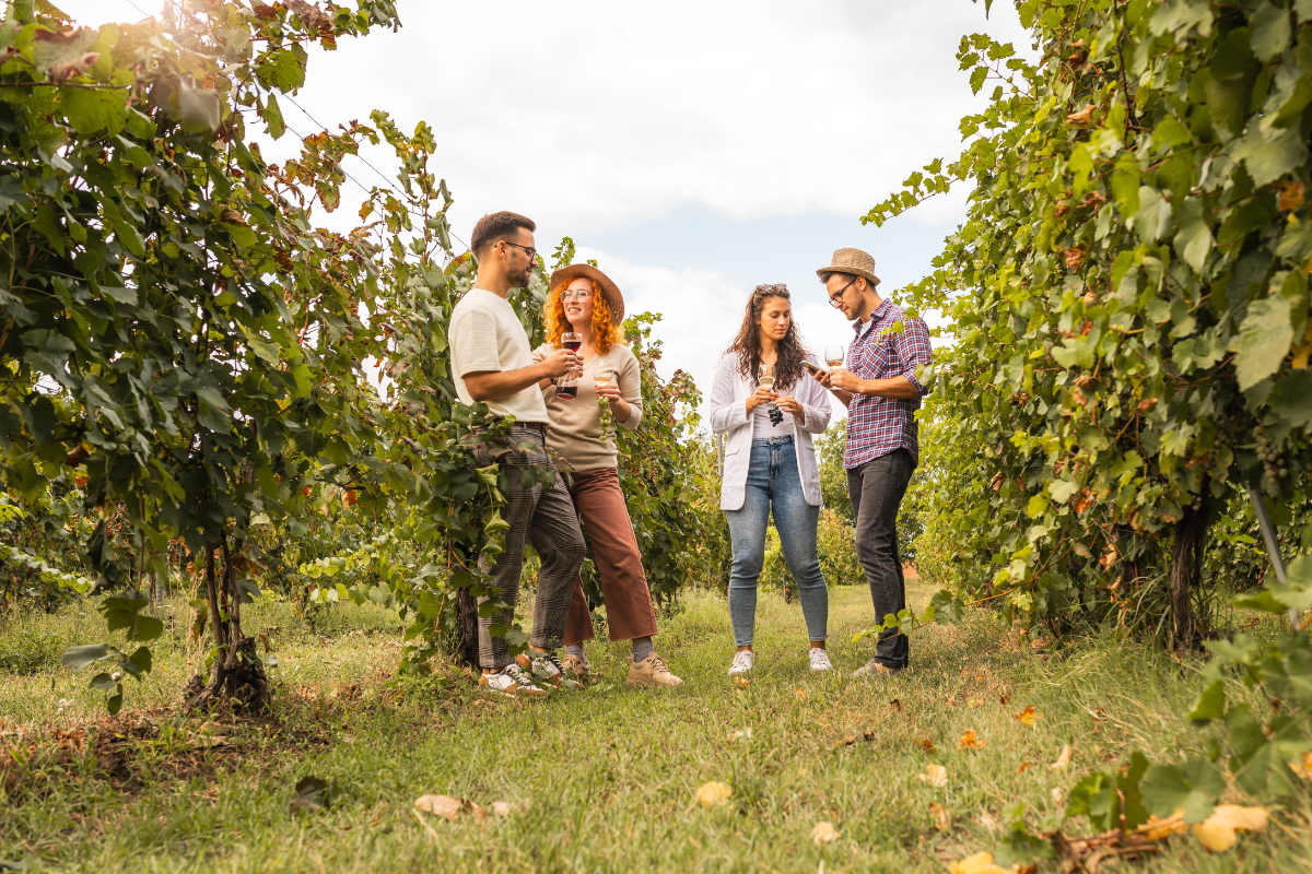 Grape Harvest in Italy: What Wine Harvest Season Actually Looks Like For most visitors, wine country in autumn means a tasting glass on a terrace and a nice view. But arrive during the vendemmia, Italy's grape harvest, and the countryside is completely different. Pickers move through the rows before the heat sets in, tractors haul crates back to the cantina, and the whole rhythm of a working vineyard is on display. It's one of the most immersive ways to experience Tuscany, and it has very little to do with the postcard image of a single grape held up to the light. The Tuscan vendemmia typically runs from late August through October, with the exact timing decided by each estate based on sugar levels, weather, and rainfall that year. No two harvests start on the same date, which is part of what makes visiting during this window feel exciting. What Harvest Season Actually Involves This is not a curated grape-picking photo opportunity. Harvest is physical work: rows are picked by hand, bunches are sorted for quality, and everything happens on the estate's timetable, not the visitor's. Winemakers are often mid-decision about when to bring in the next block, so a harvest-season visit means seeing a working estate rather than a rehearsed demonstration. That said, it is also one of the most rewarding times to be in the vineyards. The light turns golden through September, the vines are heavy with fruit, and cellars are busy with fermentation getting underway. Visiting a working estate at this time of year, with someone who can explain what's happening and why, is a very different experience to a summer tasting. Chianti: The Classic Harvest Setting Chianti is the natural base for experiencing harvest season, home to Sangiovese driven wines and centuries old estates. Walking through Montefioralle and Greve in Chianti during harvest, with vineyards active on either side, gives the whole visit a sense of occasion that a tasting alone doesn't. From Florence: Half-Day Private Chianti Wine Tasting Tour covers exactly this. A private half day visit from Florence into Chianti, with a stop in Montefioralle and Greve, a cellar tour, and tastings of Chianti Classico and Super Tuscan wines with your own guide rather than a shared group. Slow Down and See the Vines on Two Wheels For a closer look at the working landscape rather than just the cellar, moving through the vines at a slower pace changes what you notice: the rows themselves, the state of the fruit, the estate workers moving between blocks. Lucca Wine Country E-Bike Tour with Winery Visit takes this approach around Lucca. A relaxed e-bike route through wine country, a winery visit with your guide, and tastings of regional wines and Tuscan specialties along the way. The Takeaway The vendemmia is not a performance put on for visitors, it's shared with them while the real work carries on around it. Timing a Tuscany trip around harvest season, and visiting with a guide who knows the estates, is what turns a wine tasting into an actual look at how the bottle got there. Explore Our Tuscany Tours Frequently Asked Questions When is grape harvest season in Tuscany? Typically late August through October, with the exact start decided estate by estate based on ripeness and weather that year. Can I take part in the actual picking? Our tours are guided tastings and vineyard visits, not hands-on picking days. If active grape-picking is what you're after, ask your guide on the day, as some estates do offer this depending on the week you visit. Do you offer a dedicated harvest tour or grape-picking experience? No, we don't run a harvest-specific tour or sell grape-picking days. We offer private Chianti and Lucca wine country tours that are especially rewarding to book during the harvest window, when the vineyards are at their most active. Is harvest season a good time to visit Tuscany generally, or just for wine? Both. September and early October bring warm days, softer light, and thinner crowds than peak summer, alongside the harvest itself. How far in advance should I book a harvest-season wine tour? September weekends book up early since it's peak harvest and peak Tuscany travel season, so a few weeks' notice is worth building in.