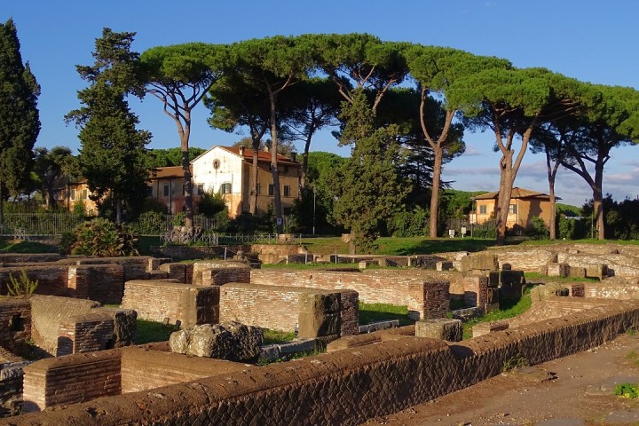 a group of palm trees